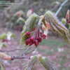 Thumbnail #5 of Acer japonicum by conor123