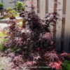 Thumbnail #4 of Acer palmatum by DaylilySLP