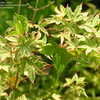 Thumbnail #2 of Acer palmatum by DreamOfSpring
