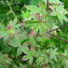 Thumbnail #3 of Acer palmatum by DreamOfSpring