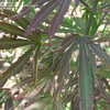 Thumbnail #2 of Acer palmatum by plantaholic186
