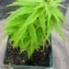 Thumbnail #1 of Acer palmatum by davesnursery