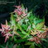 Thumbnail #3 of Acer palmatum by esteve59
