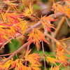 Thumbnail #2 of Acer palmatum by victorgardener