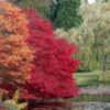 Thumbnail #1 of Acer palmatum by growin