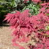 Thumbnail #3 of Acer palmatum by doss