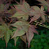 Thumbnail #5 of Acer palmatum by growin