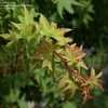 Thumbnail #4 of Acer palmatum by DaylilySLP
