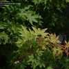 Thumbnail #2 of Acer palmatum by DaylilySLP