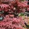 Thumbnail #1 of Acer palmatum by Per_Andersen