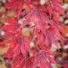 Thumbnail #4 of Acer palmatum by jhayes5032