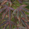 Thumbnail #2 of Acer palmatum by jhayes5032