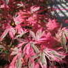 Thumbnail #3 of Acer palmatum by Kell