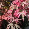 Thumbnail #5 of Acer palmatum by Kell