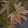 Thumbnail #4 of Acer palmatum by DaylilySLP