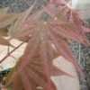 Thumbnail #2 of Acer shirasawanum by davesnursery
