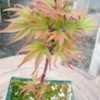 Thumbnail #1 of Acer palmatum by davesnursery