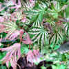 Thumbnail #4 of Acer palmatum by Strever