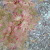 Thumbnail #5 of Acer palmatum by joycet