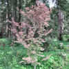 Thumbnail #3 of Acer palmatum by Strever