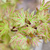 Thumbnail #2 of Acer palmatum by jhayes5032