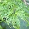 Thumbnail #5 of Acer palmatum by daryl