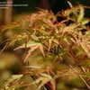 Thumbnail #2 of Acer palmatum by greenorchid