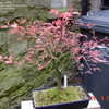 Thumbnail #2 of Acer palmatum by ade1