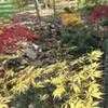 Thumbnail #1 of Acer palmatum by jhayes5032