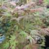 Thumbnail #1 of Acer palmatum by Terri1948