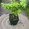 Thumbnail #1 of Acer palmatum by davesnursery