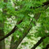 Thumbnail #2 of Acer shirasawanum by growin