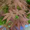 Thumbnail #1 of Acer palmatum by Terri1948