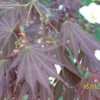 Thumbnail #3 of Acer shirasawanum by acerjap