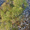 Thumbnail #2 of Acer palmatum by growin
