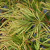 Thumbnail #1 of Acer palmatum by growin