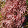 Thumbnail #1 of Acer palmatum by growin