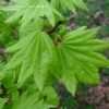 Thumbnail #3 of Acer shirasawanum by ahorn_liebhaber