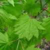 Thumbnail #2 of Acer shirasawanum by ahorn_liebhaber