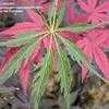 Thumbnail #1 of Acer palmatum by PPCSPC