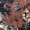 Thumbnail #2 of Acer palmatum by acerpalmaniac