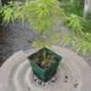 Thumbnail #1 of Acer palmatum by davesnursery