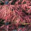 Thumbnail #2 of Acer palmatum by GA_maples