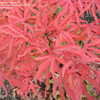 Thumbnail #2 of Acer palmatum by plantaholic186