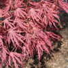 Thumbnail #2 of Acer palmatum by Kell