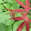 Thumbnail #4 of Acer palmatum by JT1