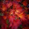 Thumbnail #3 of Acer japonicum by Kell