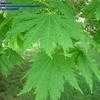 Thumbnail #2 of Acer japonicum by planter64