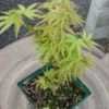 Thumbnail #1 of Acer palmatum by davesnursery