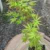 Thumbnail #1 of Acer palmatum by davesnursery